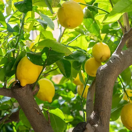 Light Garden 3* Taormina