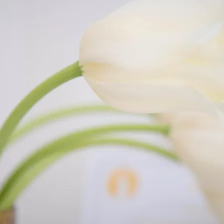 招待所 Light Garden 陶尔米纳