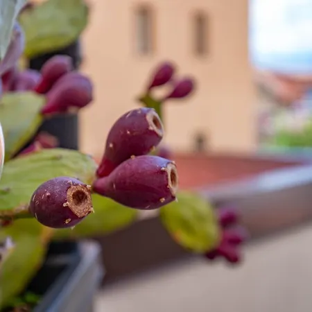 Light Garden 招待所