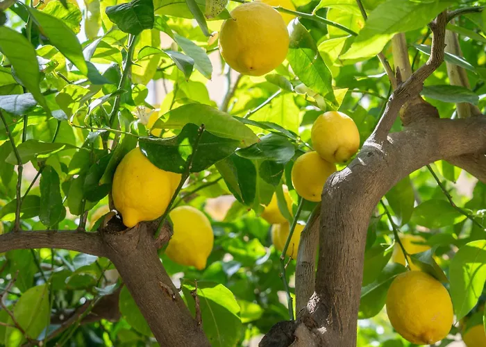 Light Garden 3* Taormina